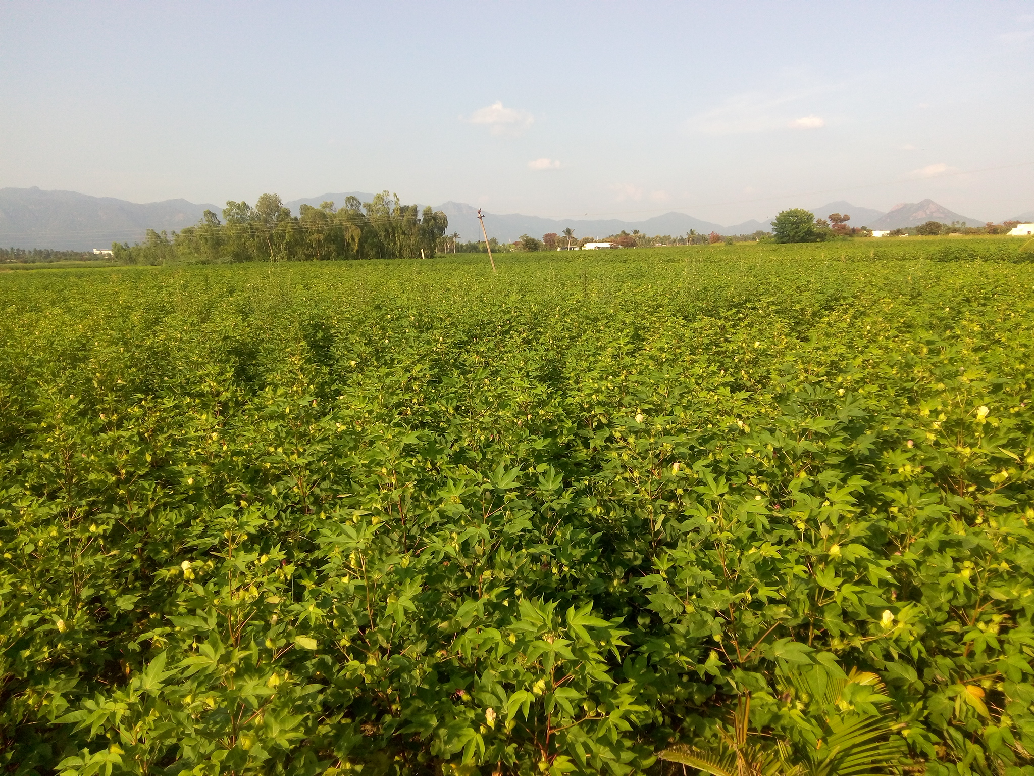 Rasipuram, Tamil Nadu