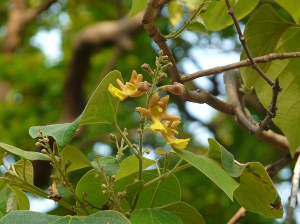 Sini, Jharkhand