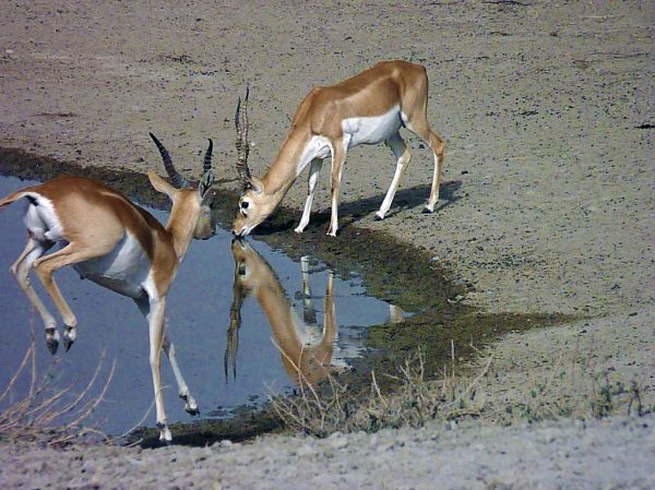 Nokha, Rajasthan