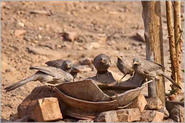 Sawai Madhopur, Rajasthan