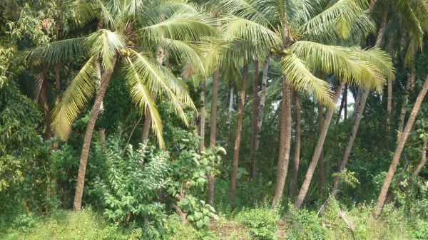 Raia, Goa