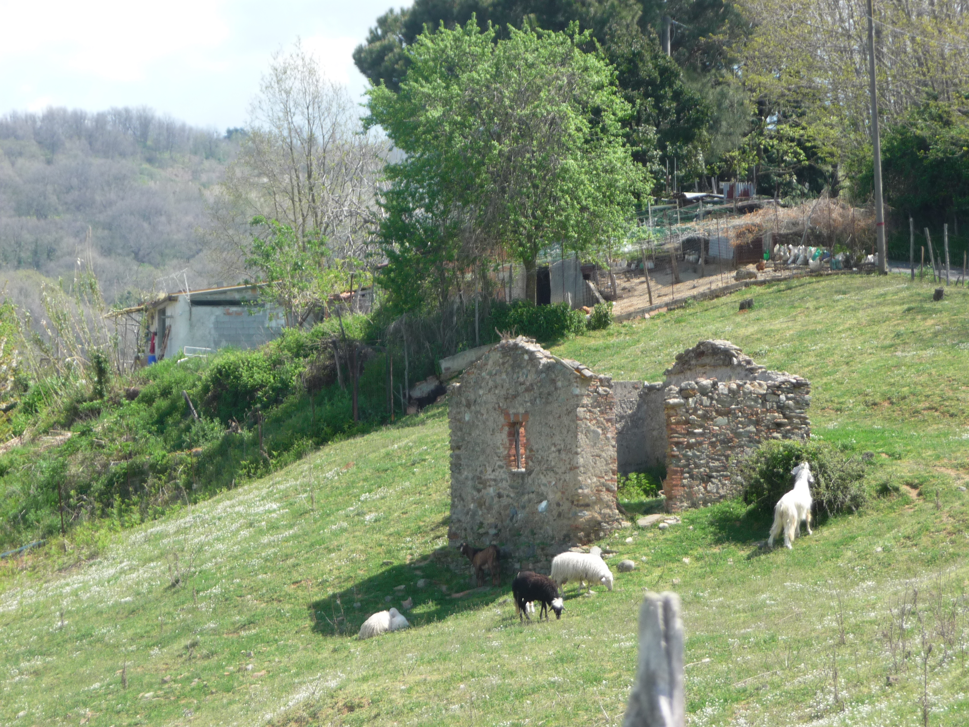 Rogliano photo 3
