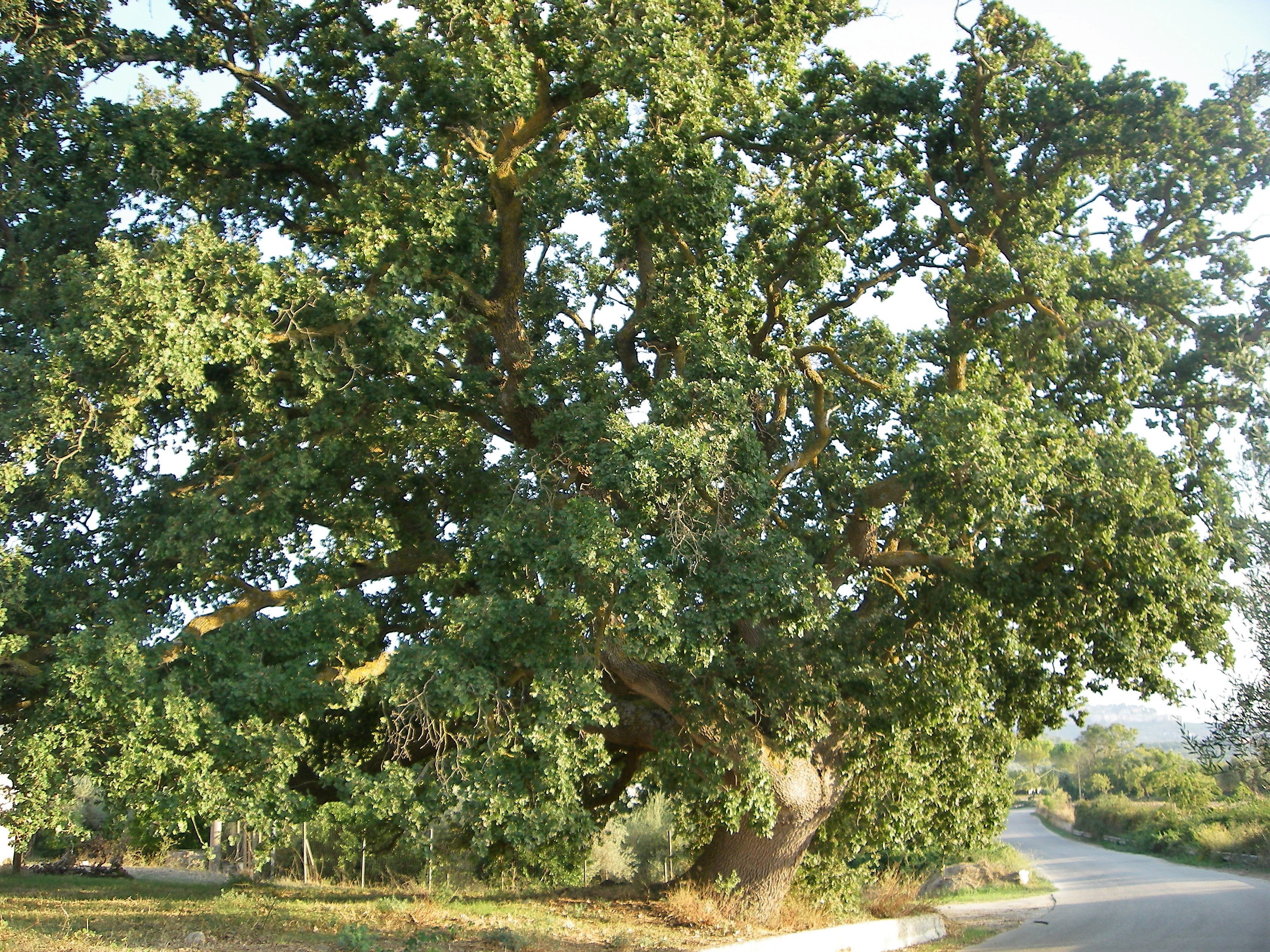 Chiaramonte Gulfi photo 4