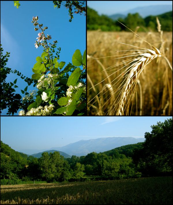Mirto photo 2