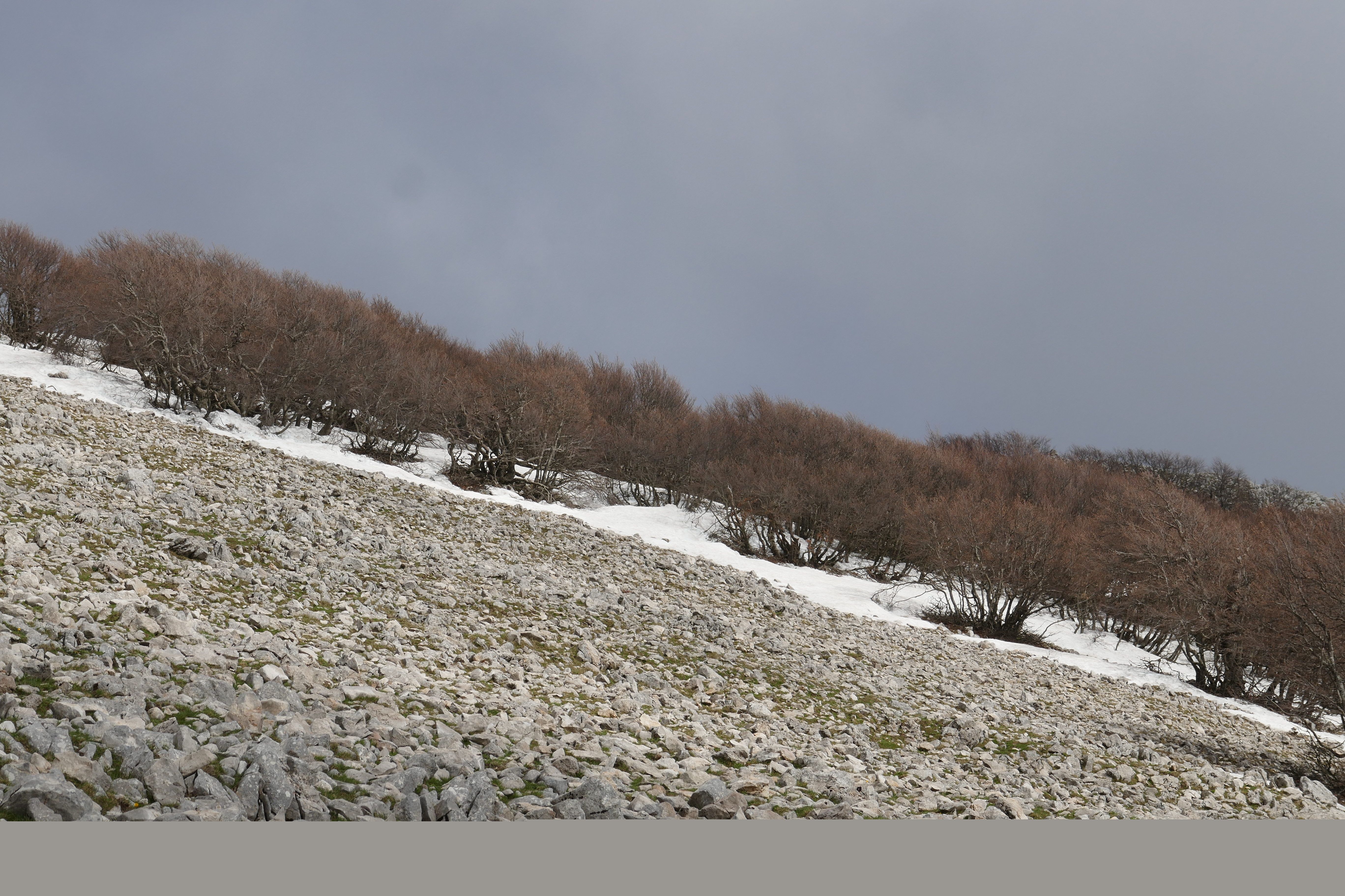 Pizzo Carbonara photo 2