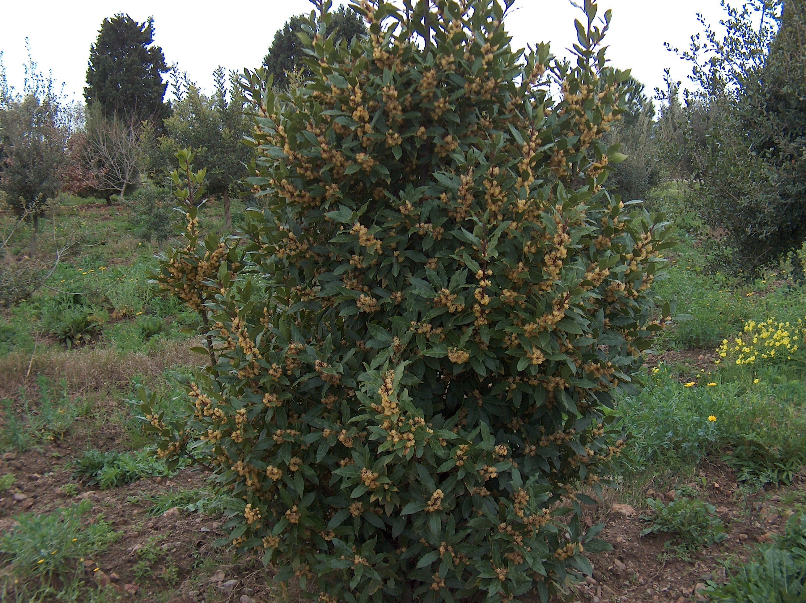 Villacidro photo 2