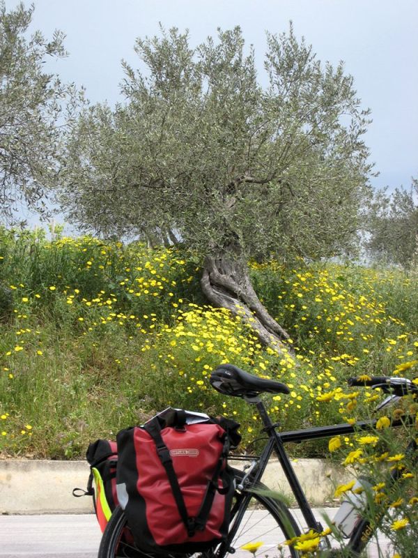 Montevago photo 3