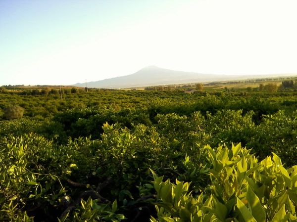 Scordia photo 2
