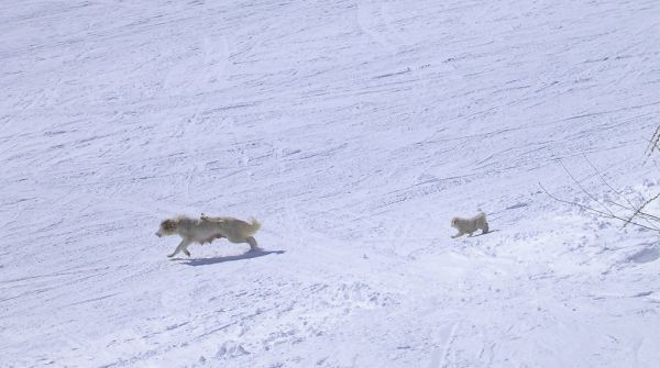Monte Cane photo 4