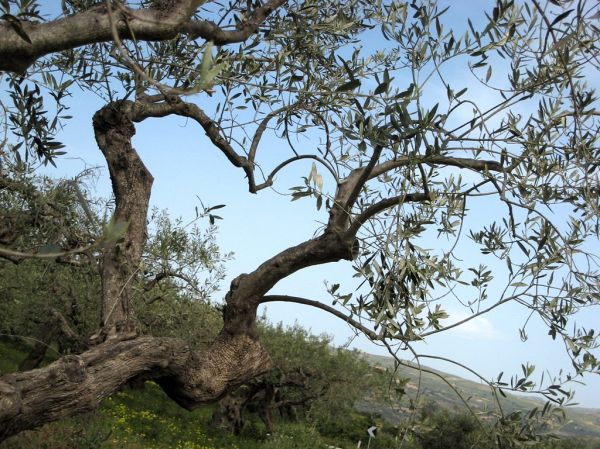 Montevago photo 4