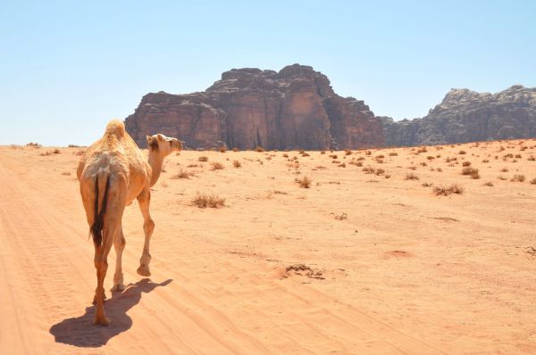 Jabal Ramm photo 4