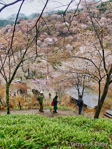 Yoshino photo 3