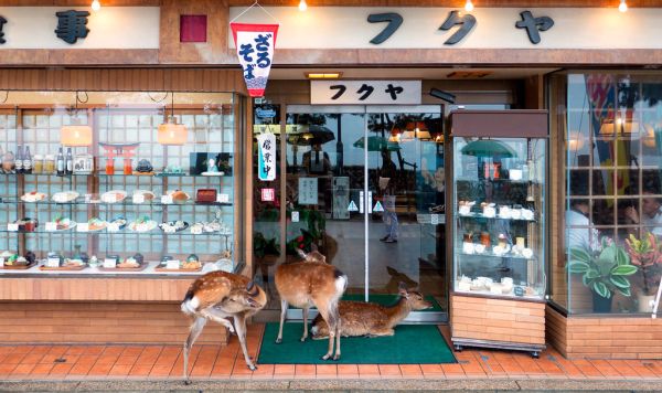 Hatsukaichi, Hiroshima
