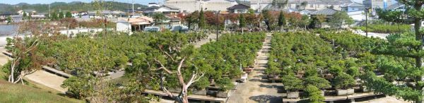 Niihama, Ehime