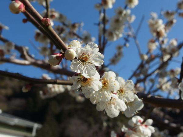 Shiro-yama, 00