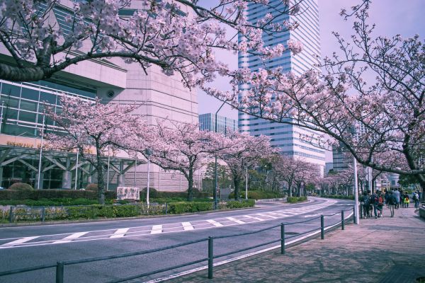 Sakura, Chiba