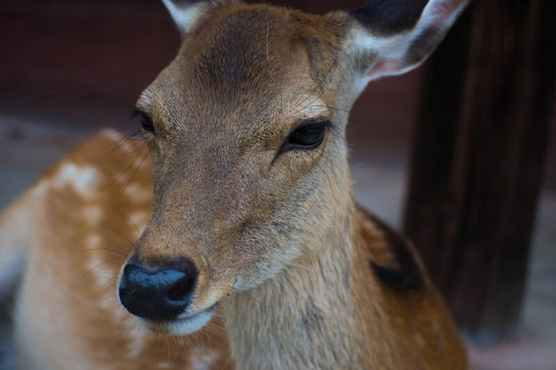 Nara-shi, Nara