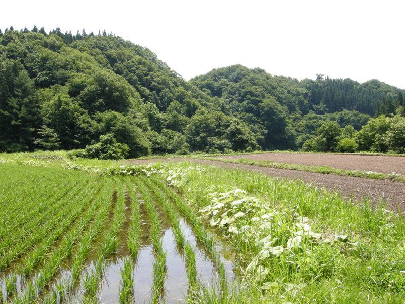 Yamagata, Yamagata