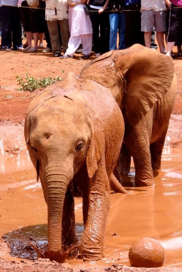 Murka, Taita Taveta