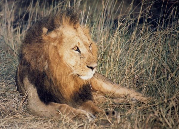 Simba photo 2