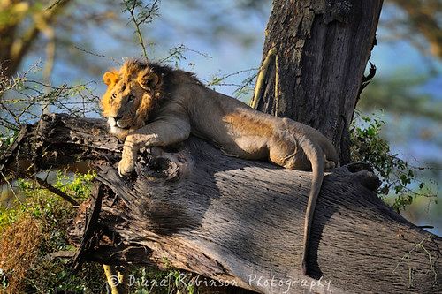 Nakuru photo 2