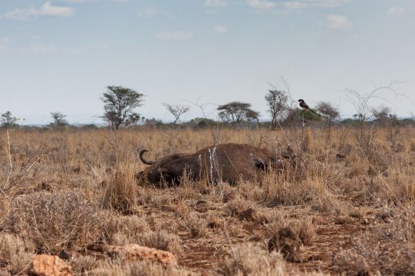 Lare, Meru County