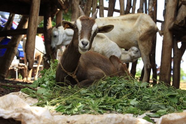Mwingi photo 2