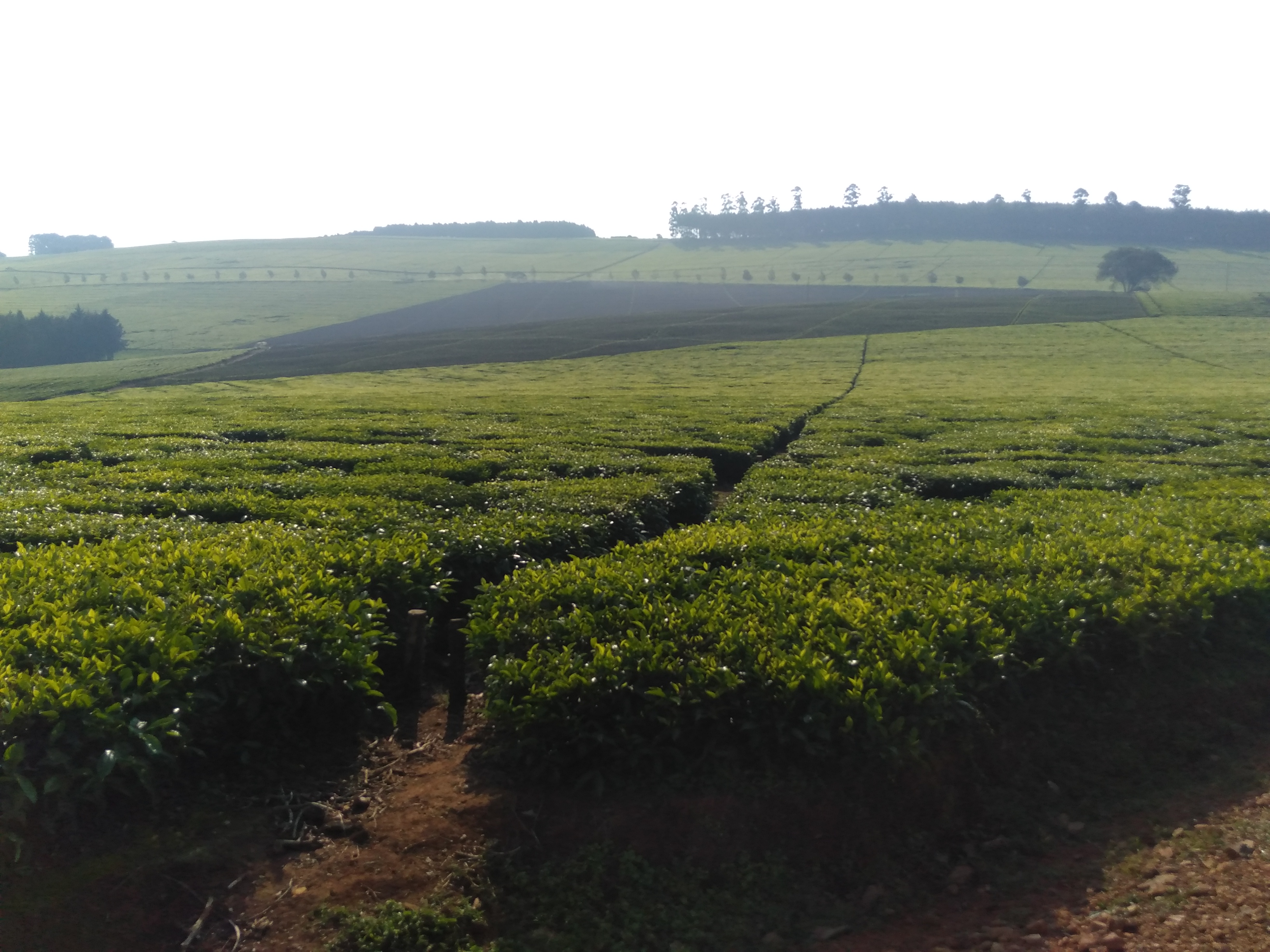 Sotik, Bomet County