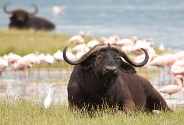 Soysambu, Kajiado County
