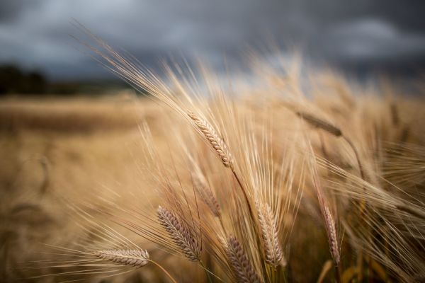 Timau photo 4