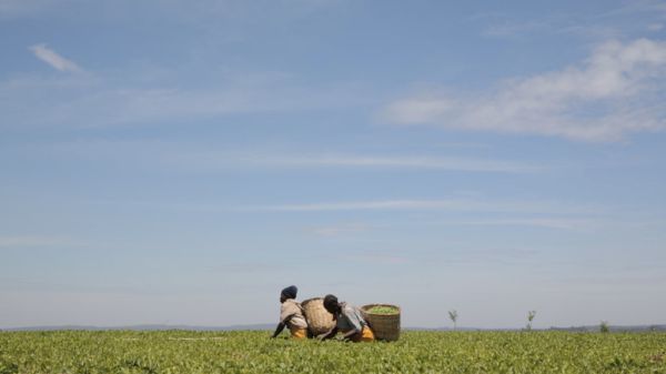 Nandi Hills photo 2