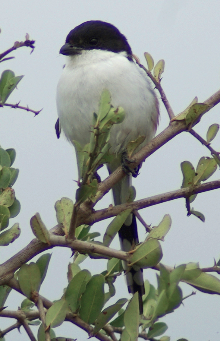 Nanyuki photo 2