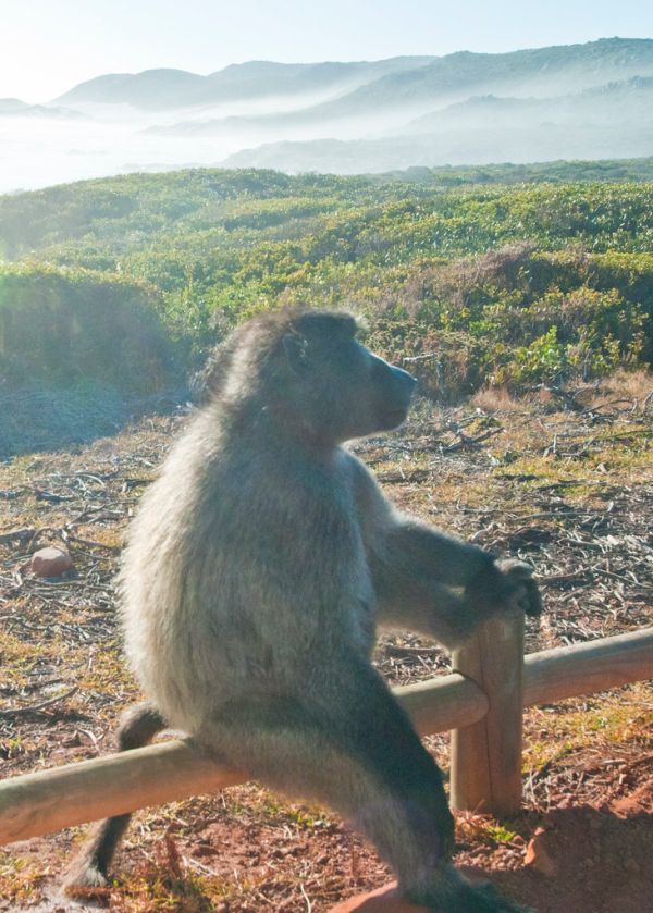 Table Mountain photo 4