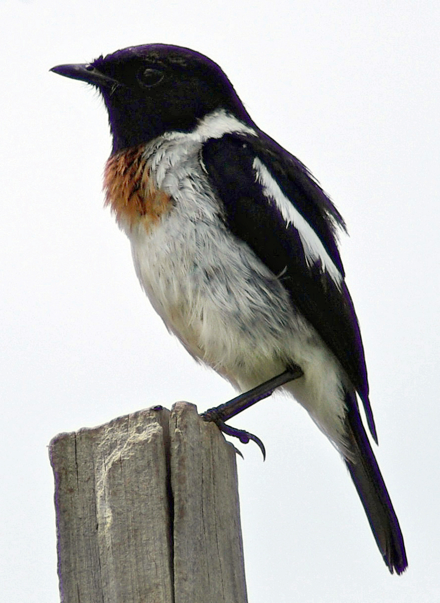 Nanyuki, Laikipia