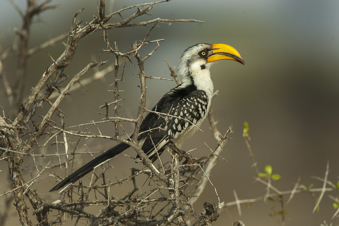 Shaba, Isiolo County