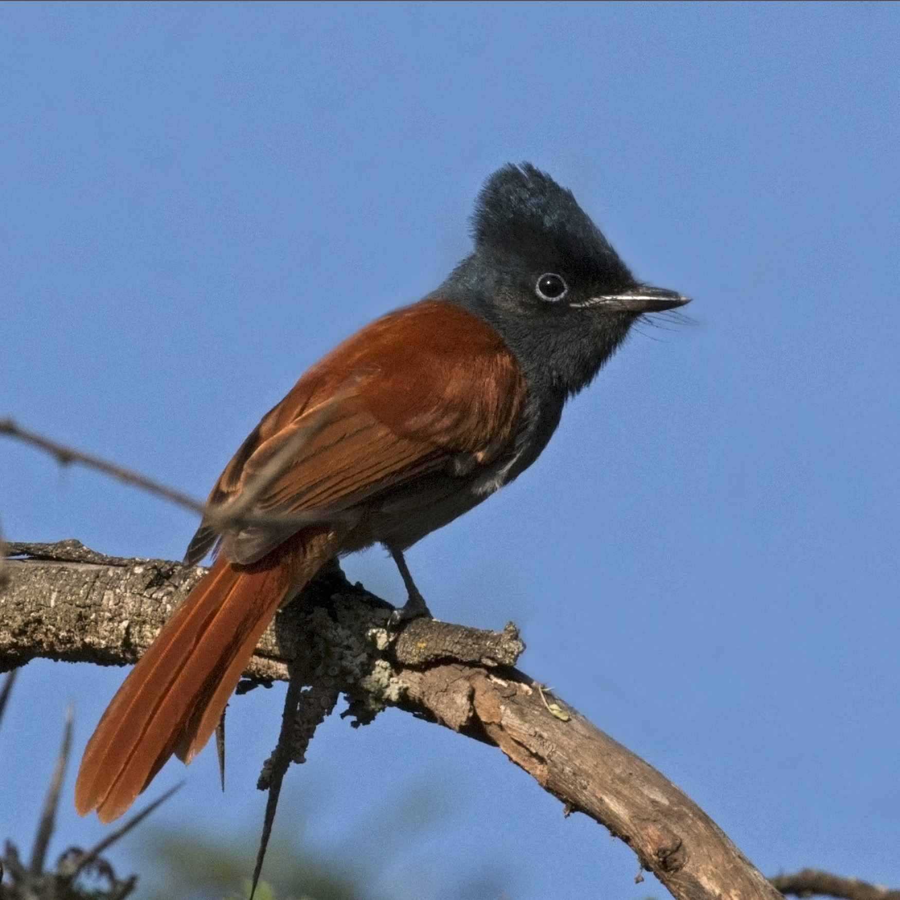 Soysambu photo 3