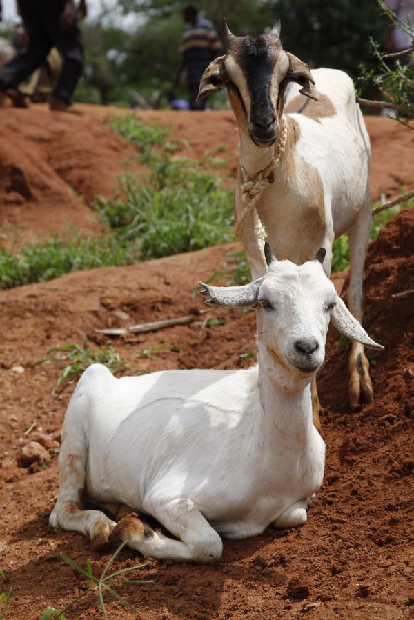 Mwingi, Kitui County