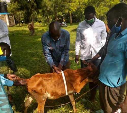 Muhoroni photo 2