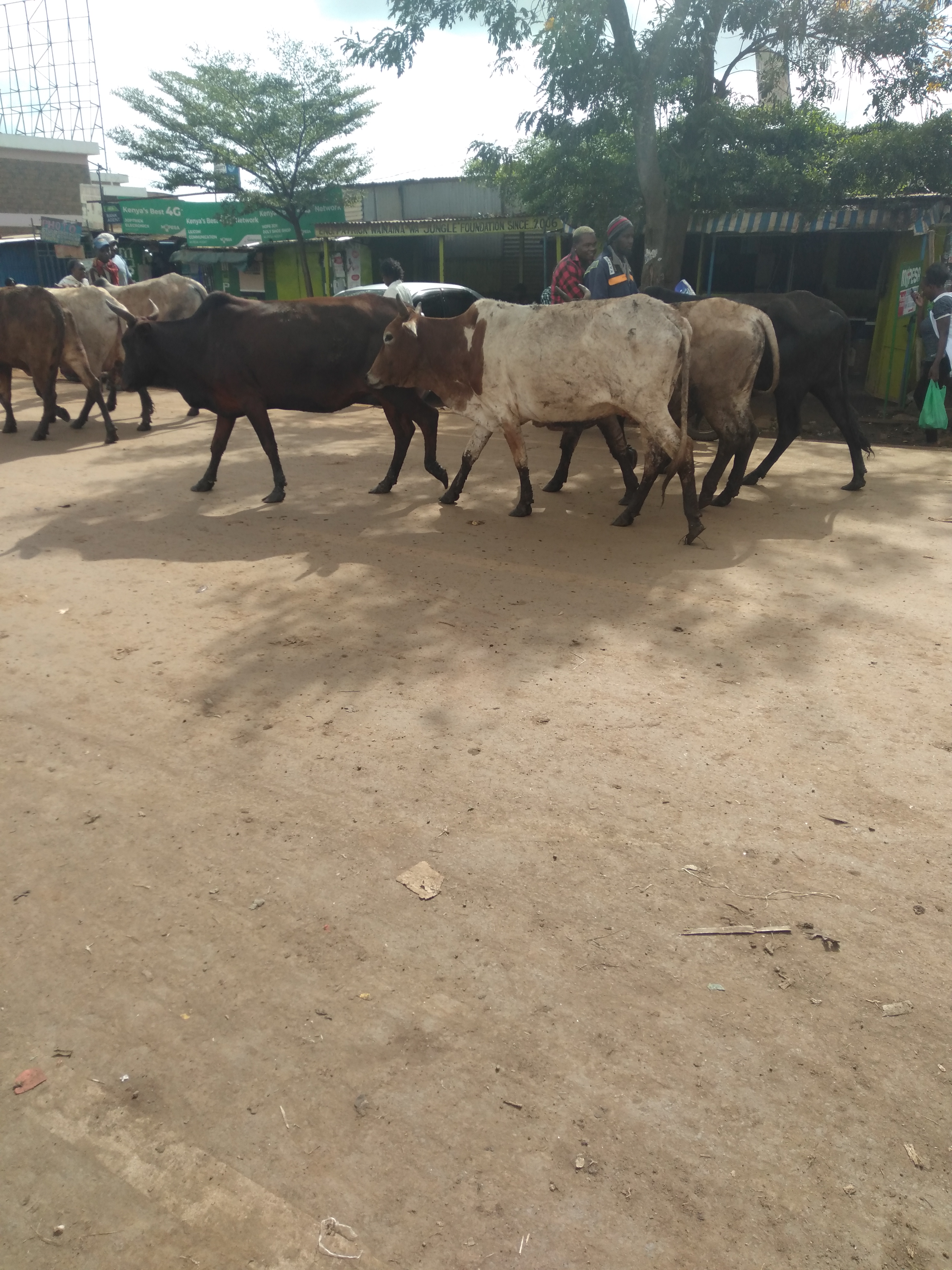 Thika photo 3