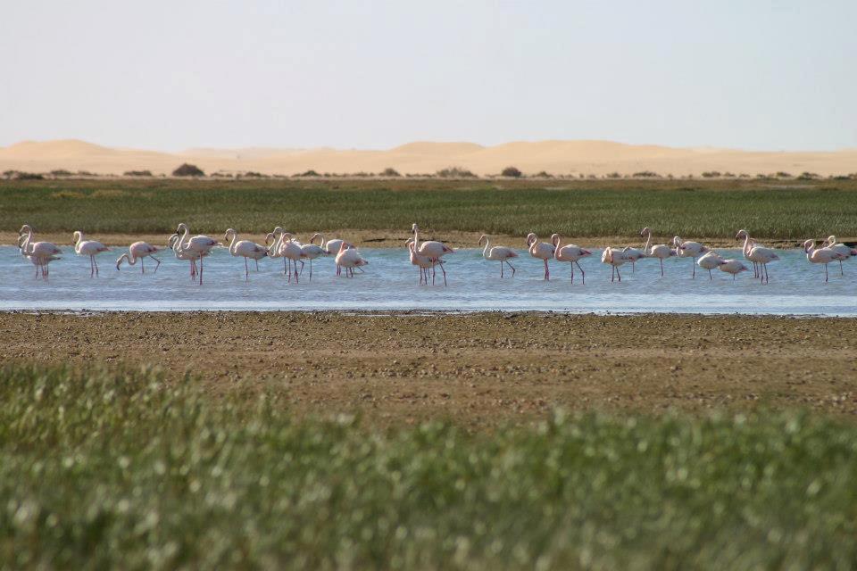 Tarfaya photo 2