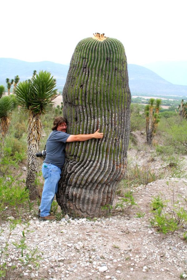 Jaumave, Tamaulipas