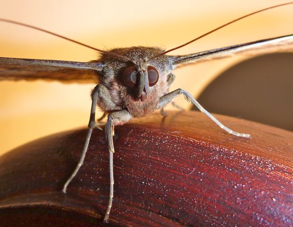 La Palmilla, Veracruz