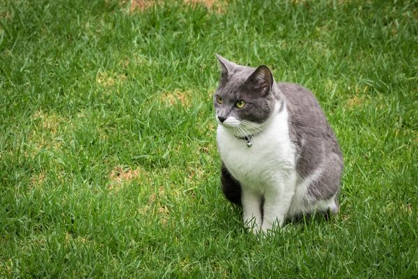 El Gato