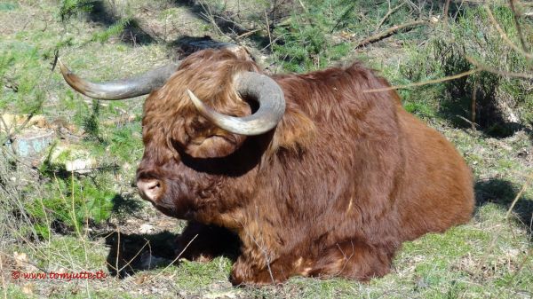 Dieren, Gelderland