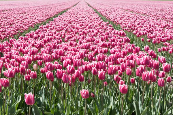 Middenbeemster, North Holland