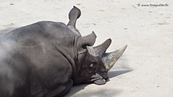 Emmen photo 2