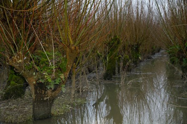 Rhoon photo 2