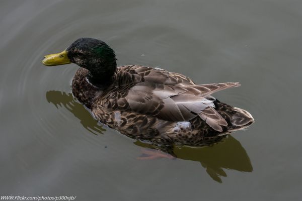 Ridderkerk photo 3