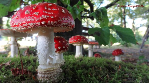 Zeist photo 4