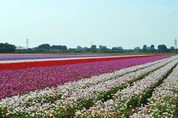 Hoofddorp photo 3